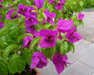 Bougainvillea by CatarinaBella