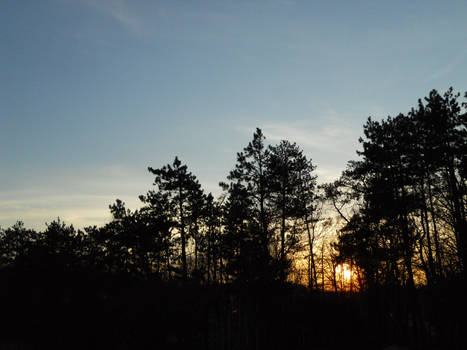 Sunset Through the Trees