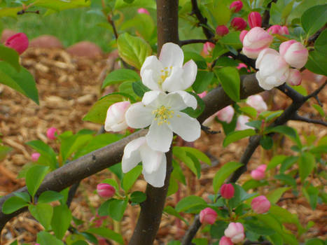 White Flower Tree