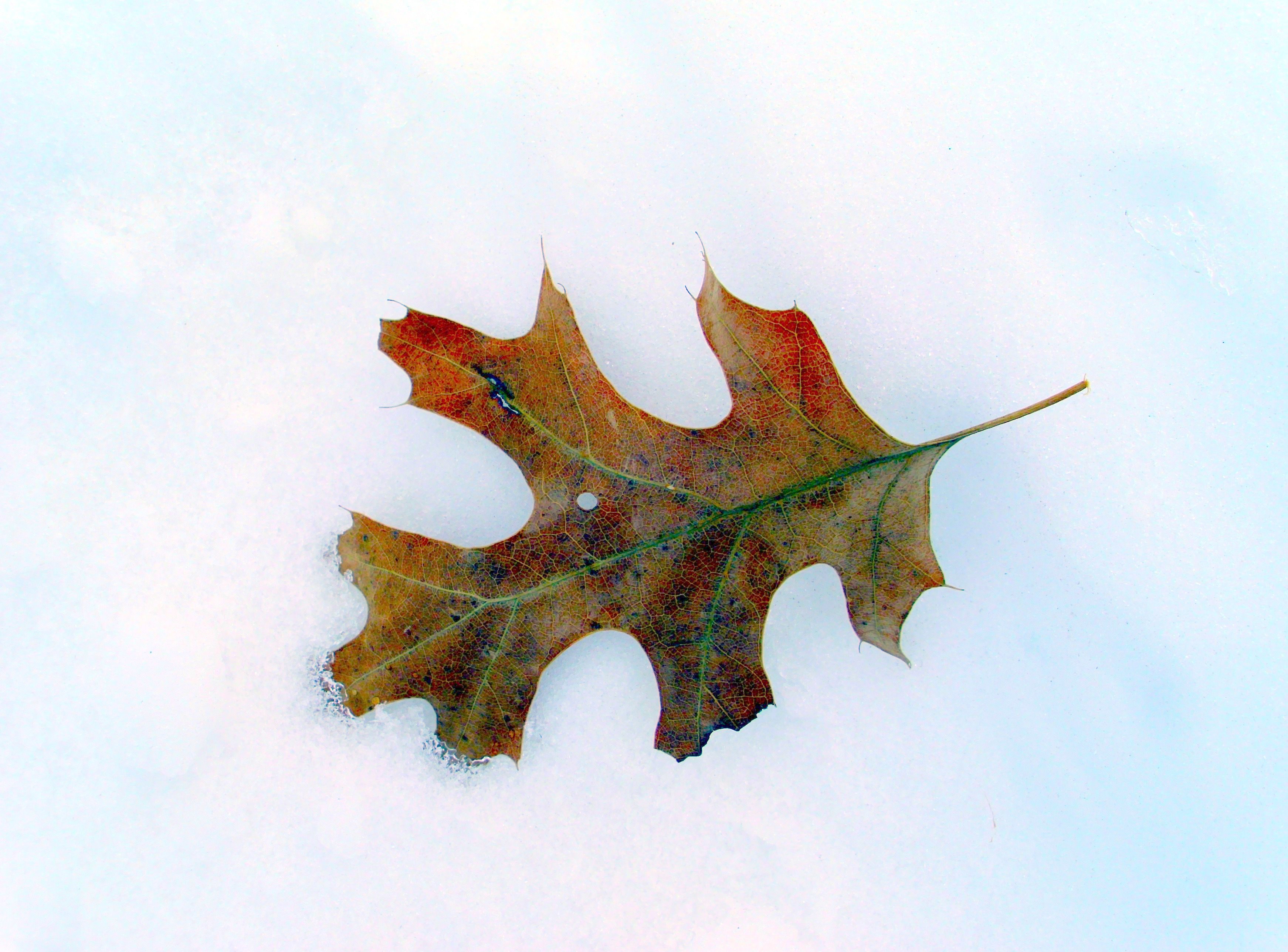 Morphology of a Leaf