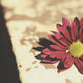 Together we are strong and beautiful