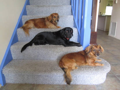 Staircase dogs