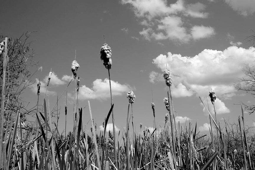 Exploding Cattails by mlelond on DeviantArt