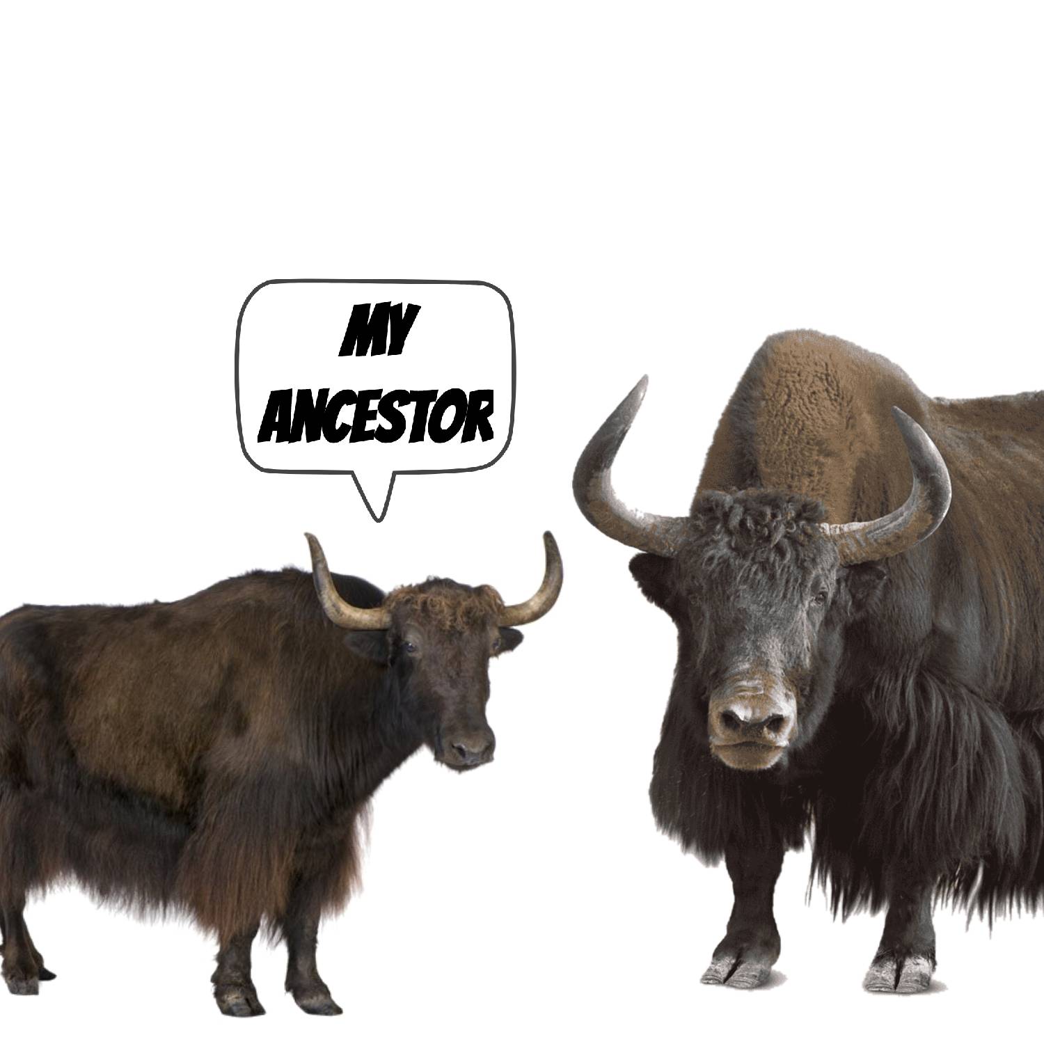 My Ancestor ( Domestic Animals ) Meme #5 by TabrizShadow on DeviantArt My Ancestor ( Domestic Animals ) Meme #5 by TabrizShadow on DeviantArt