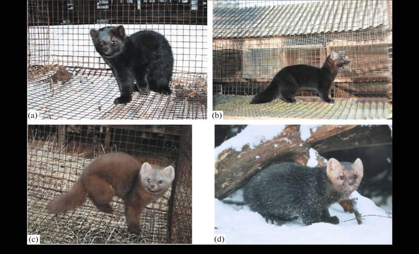 Sable Breeds and Colour Types - 1st edition by TabrizShadow on DeviantArt