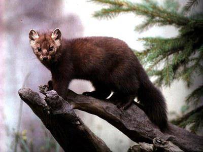 Sable ( Martes Zibelina ) in wild by TabrizShadow on DeviantArt Sable ( Martes Zibelina ) in wild by TabrizShadow on DeviantArt
