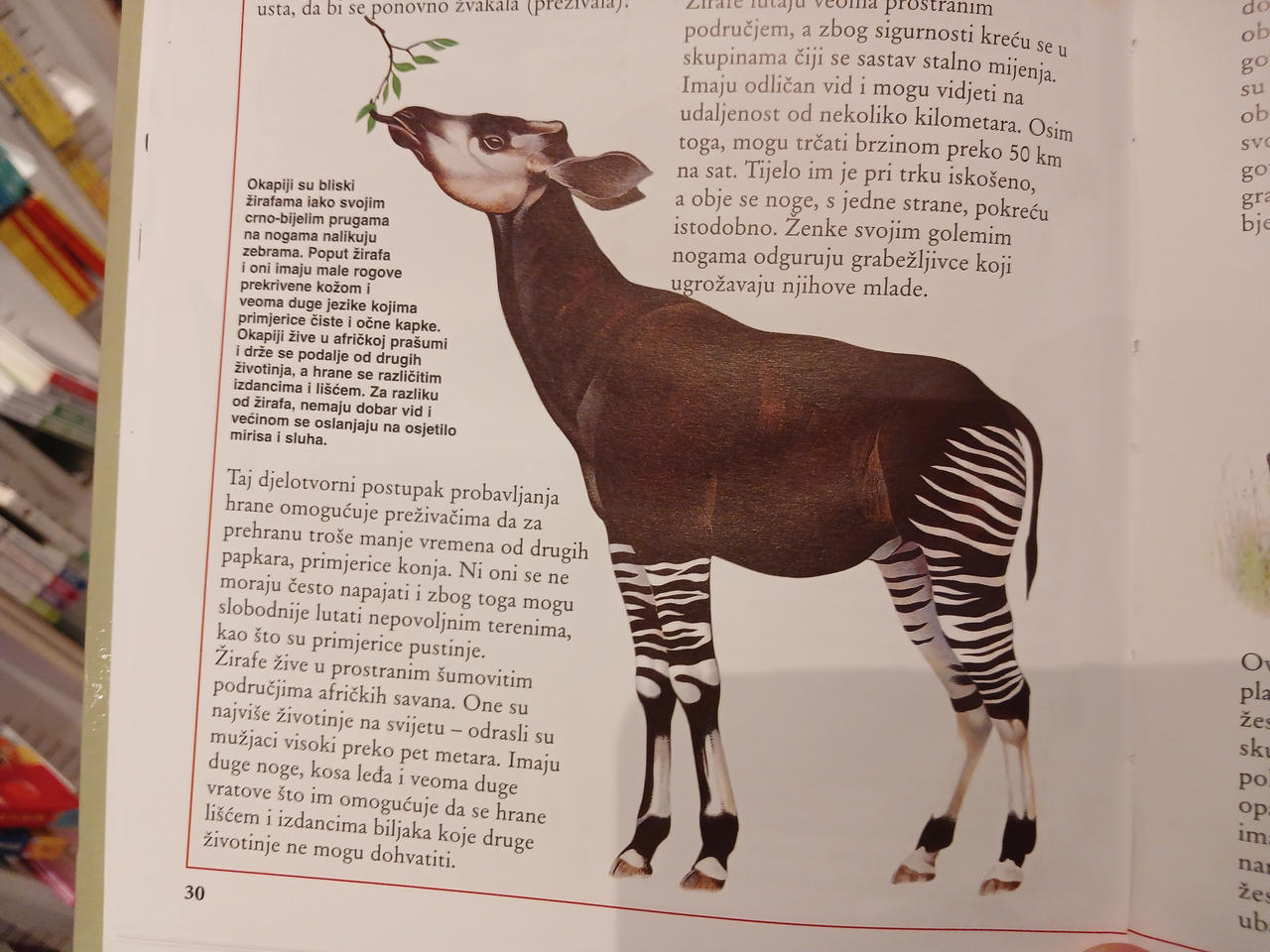 Okapi 4 The okapi illustration by TabrizShadow on DeviantArt
