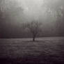 One foggy day - The lonely tre