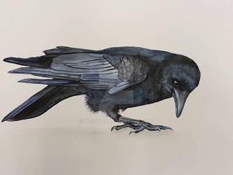 Crow