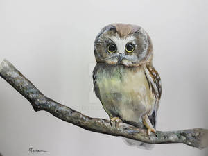 Owl