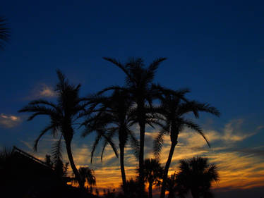 Sunset Palms