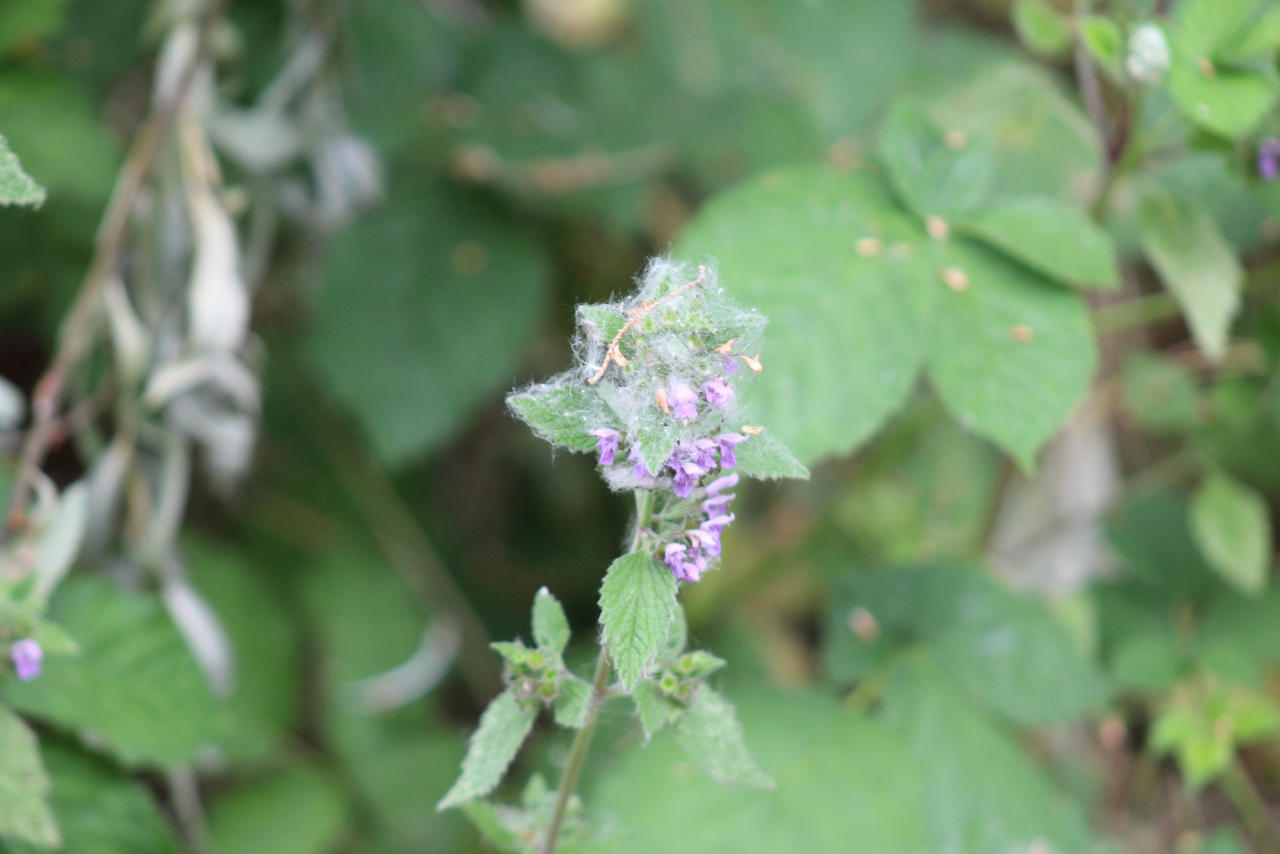 Untitled by OnonskiWolf70 on DeviantArt