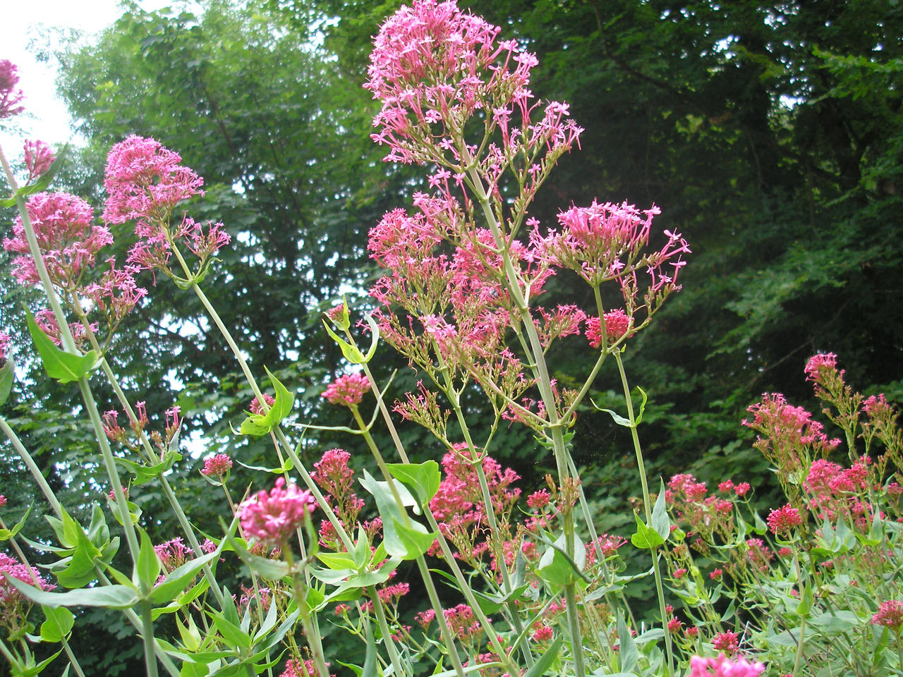 Photos3 061 By OnonskiWolf70 On DeviantArt photos3-061-by-ononskiwolf70-on-deviantart