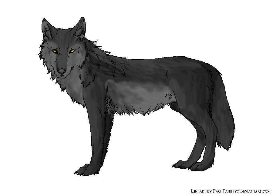 Grey Wolf