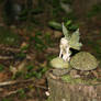 Fairy