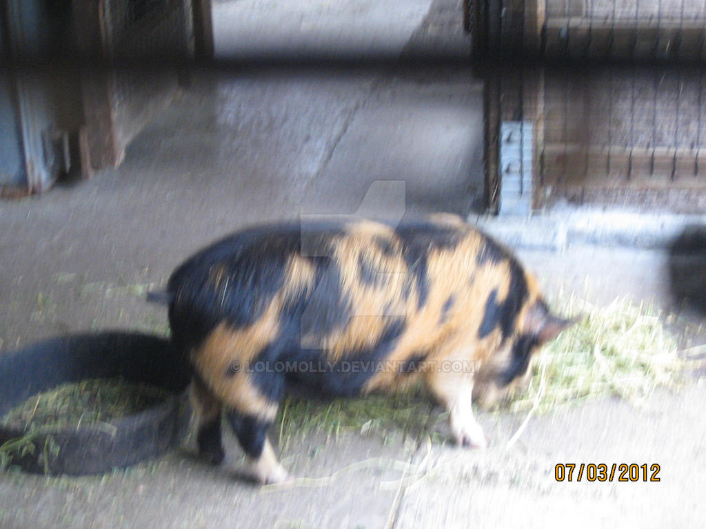 Kunekune Pigs3