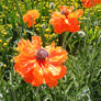 poppy flower stock 01