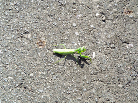 Praying mantis in Japan