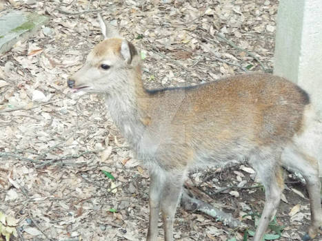 Deer at Nara 16