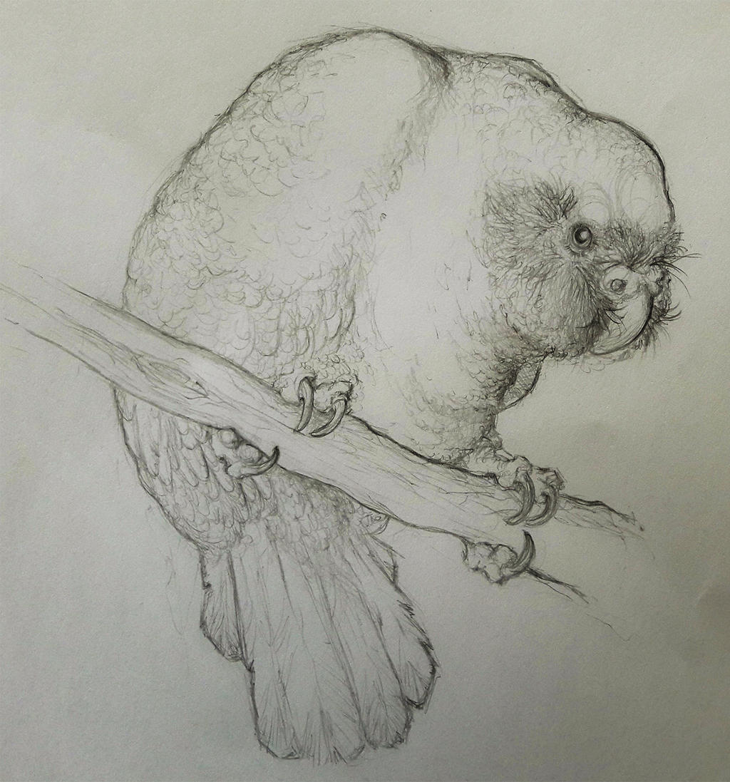 decembird#6- flightless