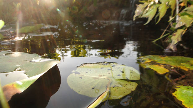 Lilly Pads