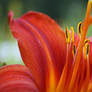 Tiger lily