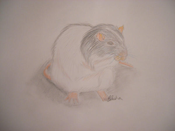 Rat Deviantart Rat by DalmatianMad on DeviantArt