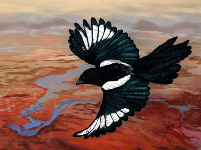 Magpie