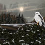 Whiteshouldered Kite