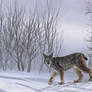 Canadian Lynx