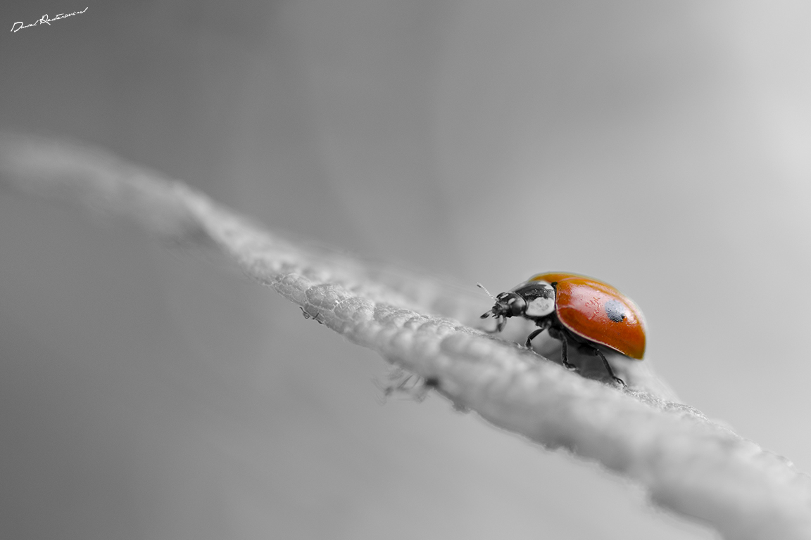 Ladybug..