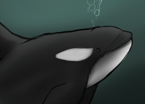 Orca