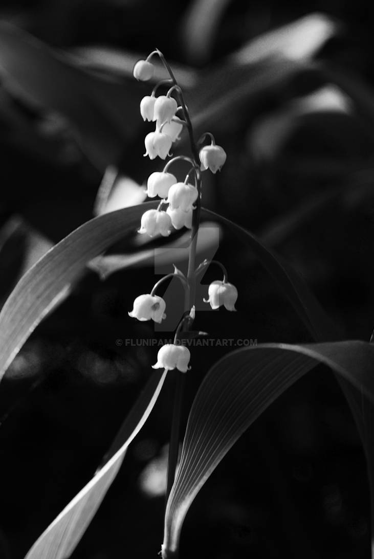 Lily of the valley by Flunipam on DeviantArt