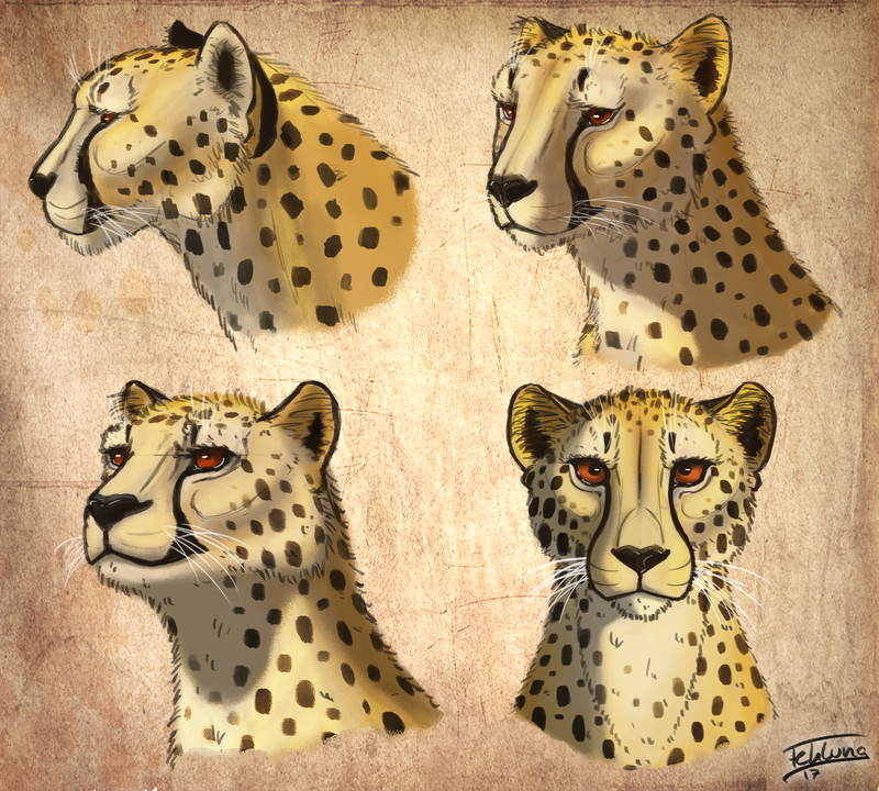 Cheetah Head Studies
