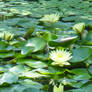 Water Lilies Part I