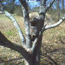 Birdhouse In The Dogwood Tree