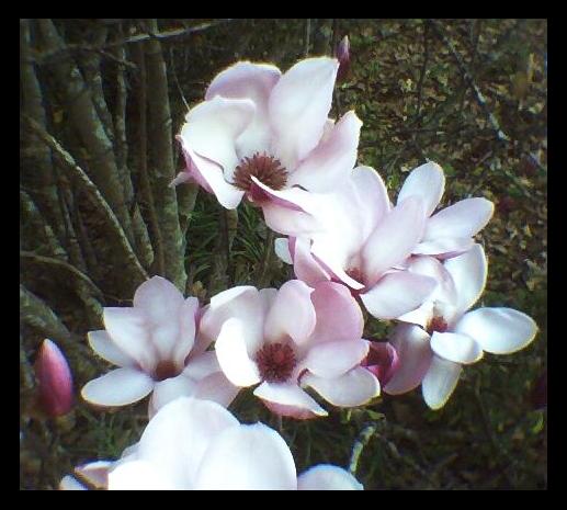 Japanese Magnolia II