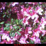 Purdy Pink Azaleas