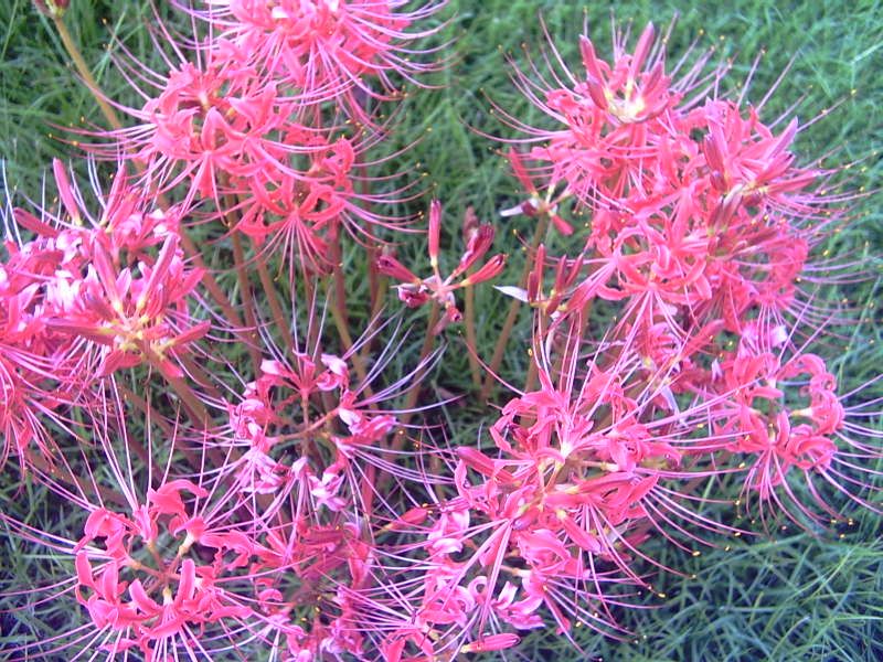 Spider Lilies 1