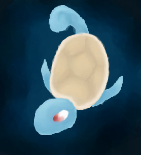 007 Squirtle