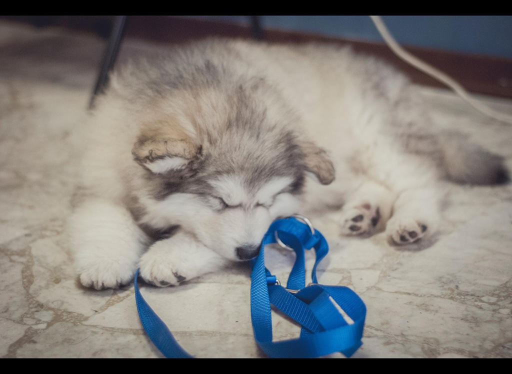 Sleeping beauty (Alaskan Malamute puppy)