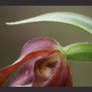 Ladyslipper