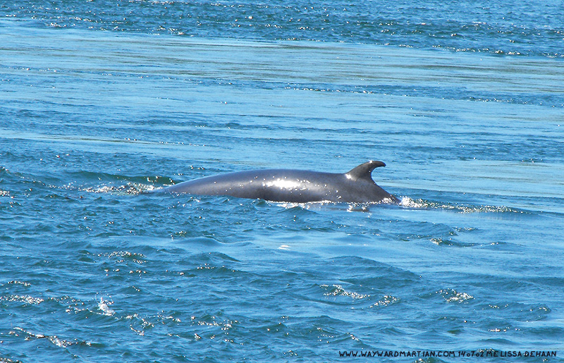 Minke off New Brunswick