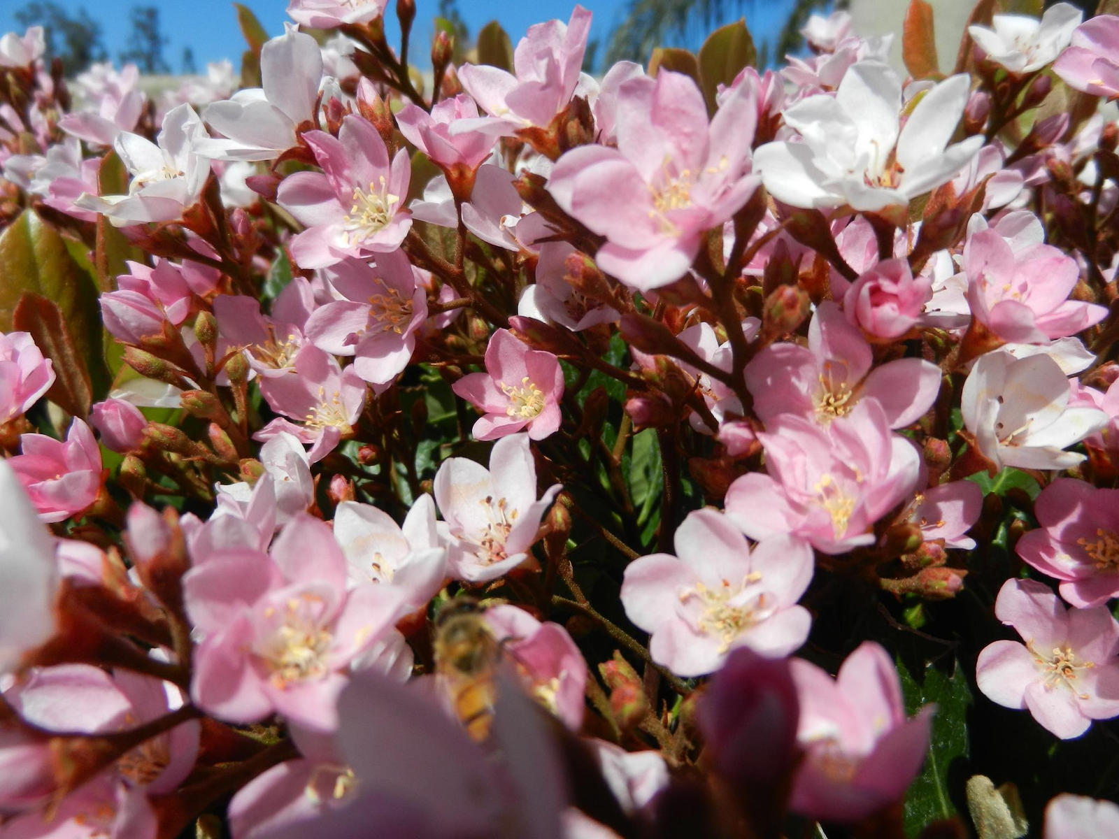 Spring Flowers