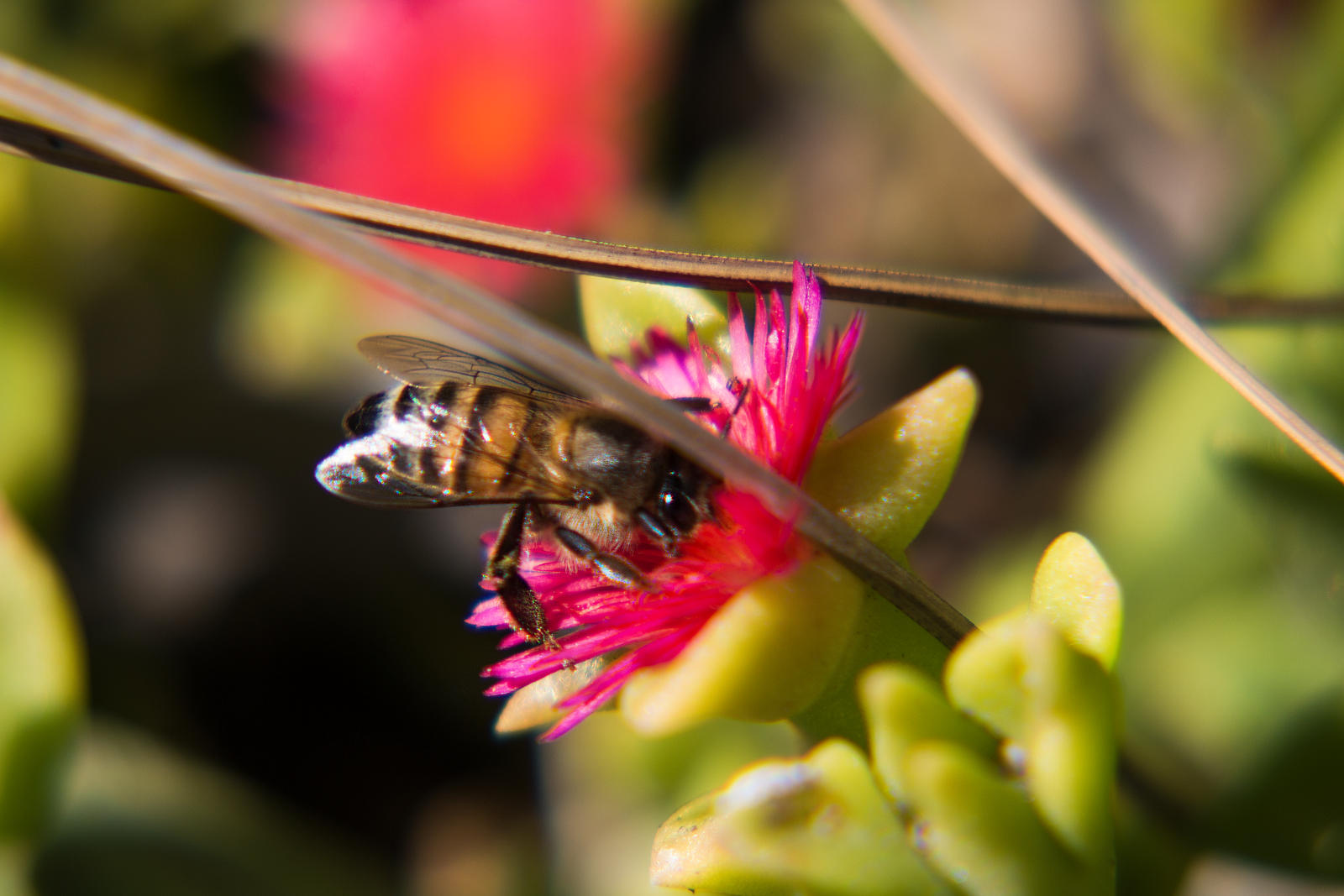 North American Honey Bee