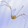 Baby Pholcidae - Daddy Longleggs Spider