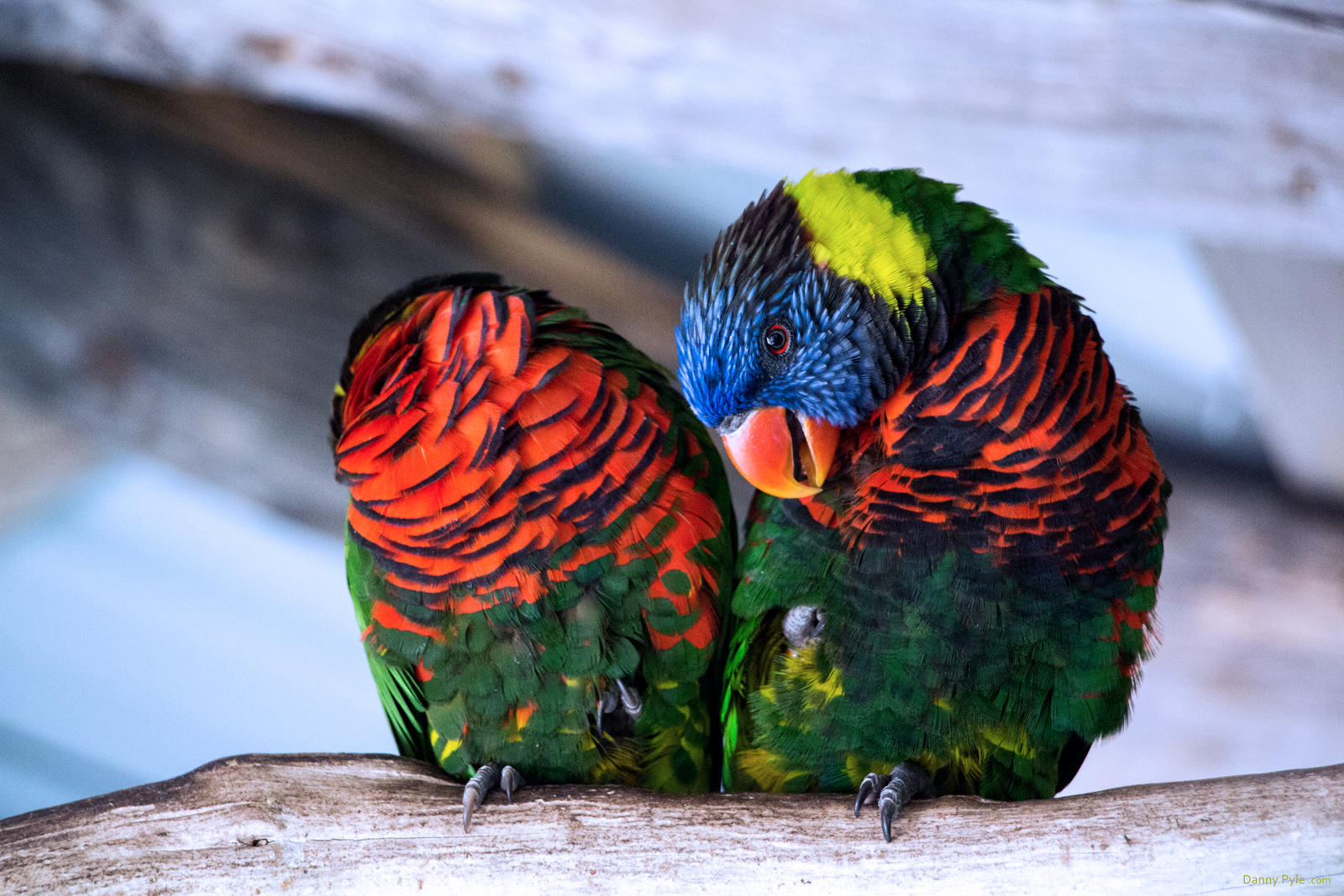 Lorikeets