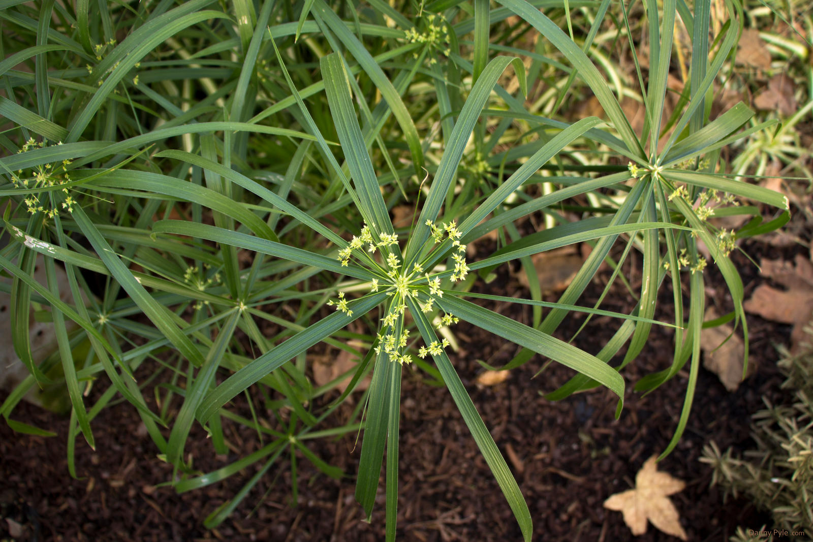 The weed I let grow