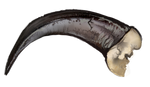 Large Claw by Matriarchs-Haunt