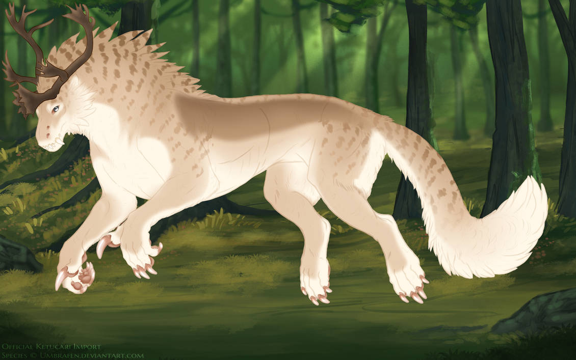 KT-1706: Korani (F/B)